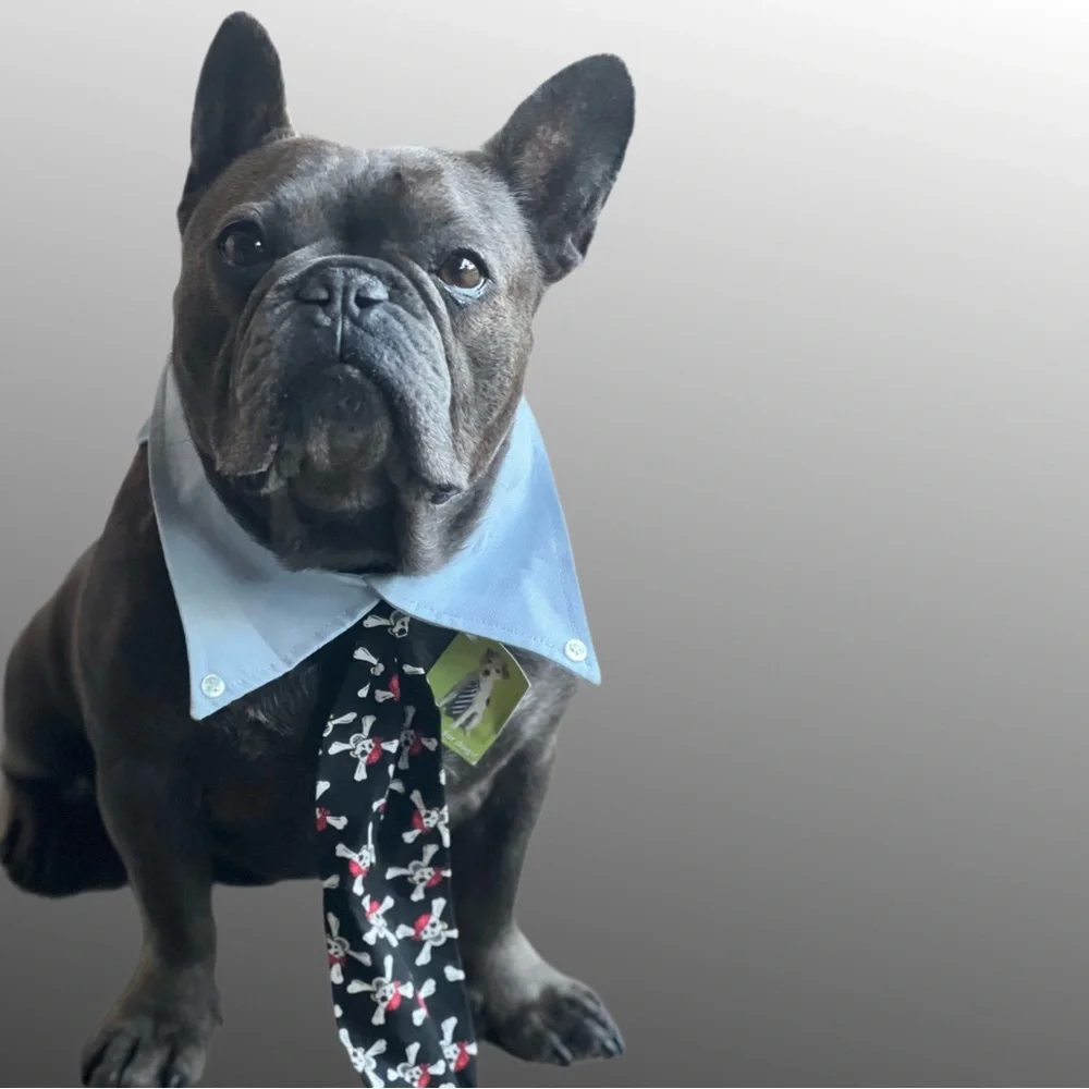 PETEYDESIGNS Dog pirate print Tie/NWT - Picture 4 of 10